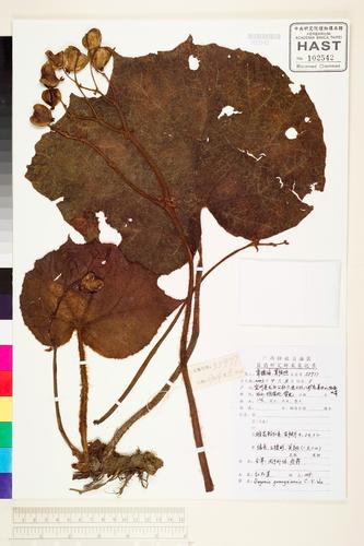 Begonia guangxiensis C. Y. Wu