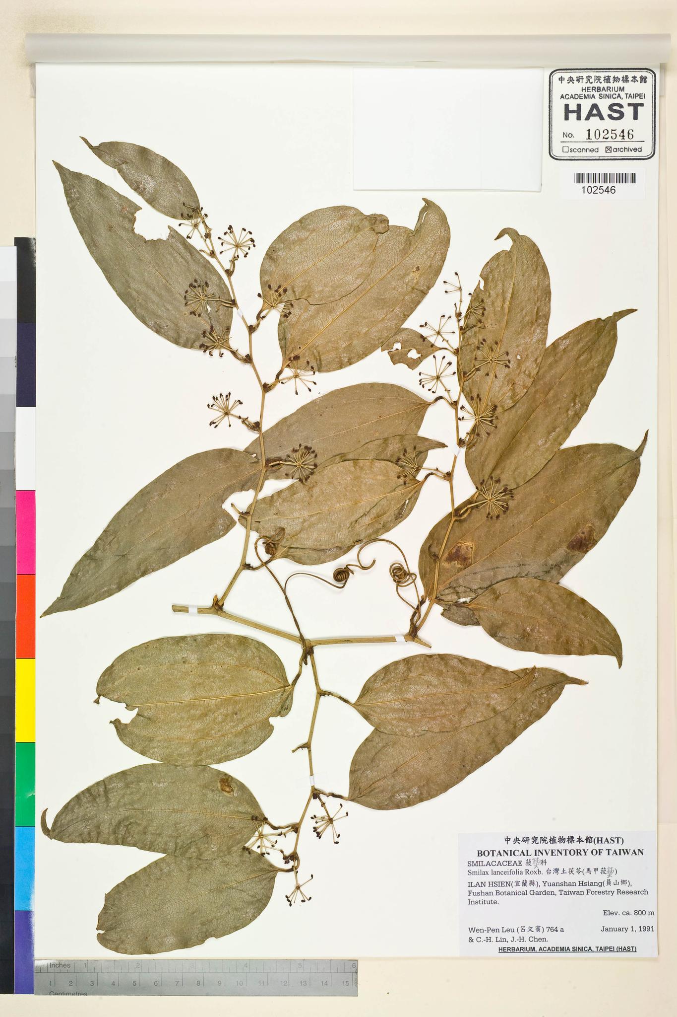 Sample image for viewer