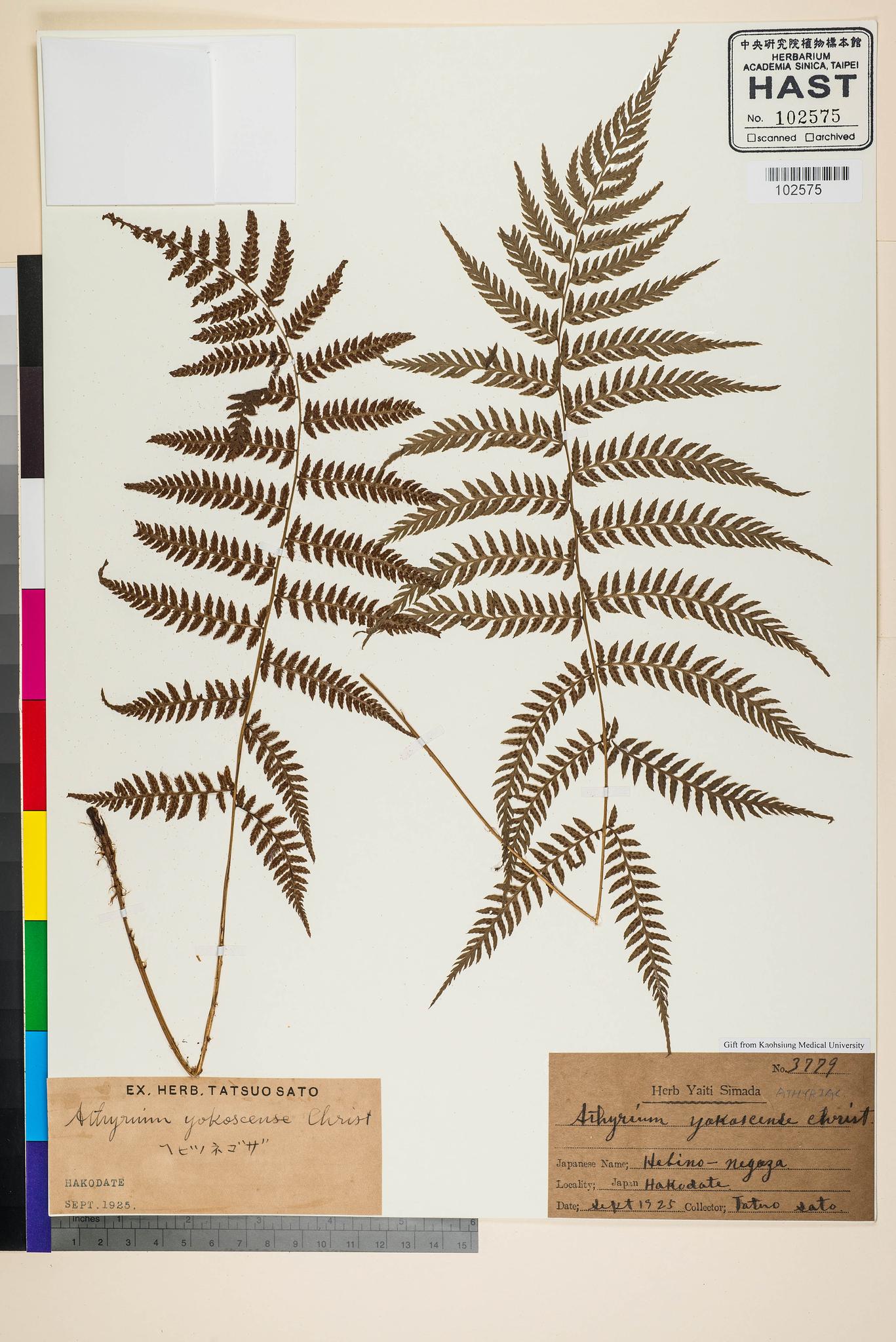 Sample image for viewer