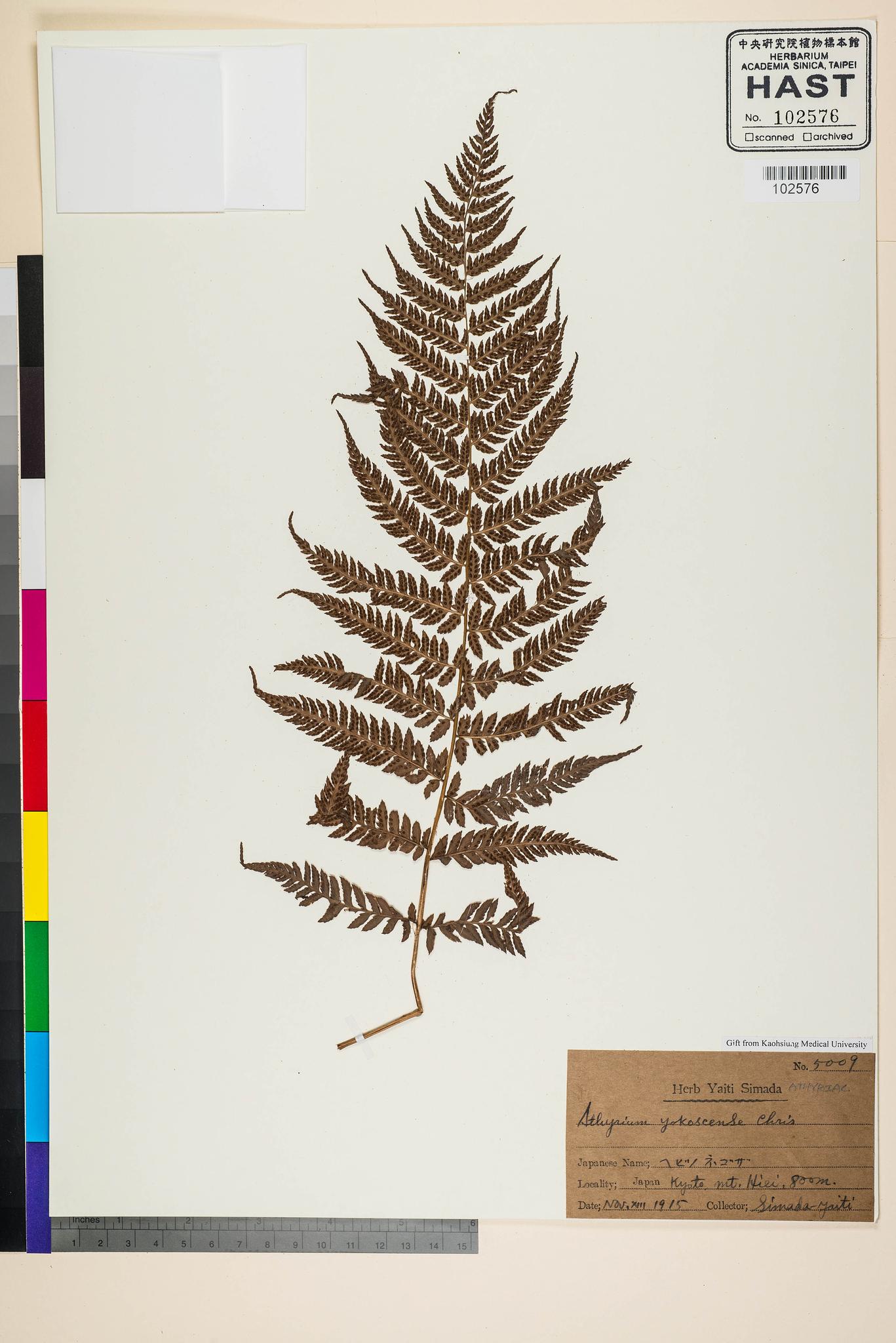 Sample image for viewer