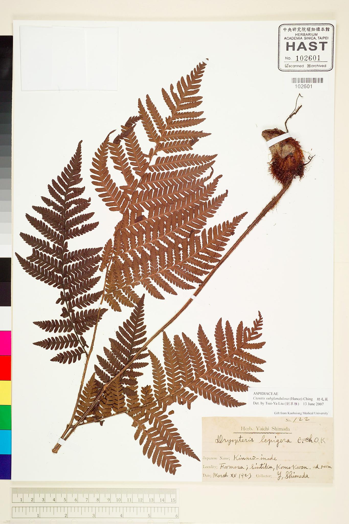 Sample image for viewer