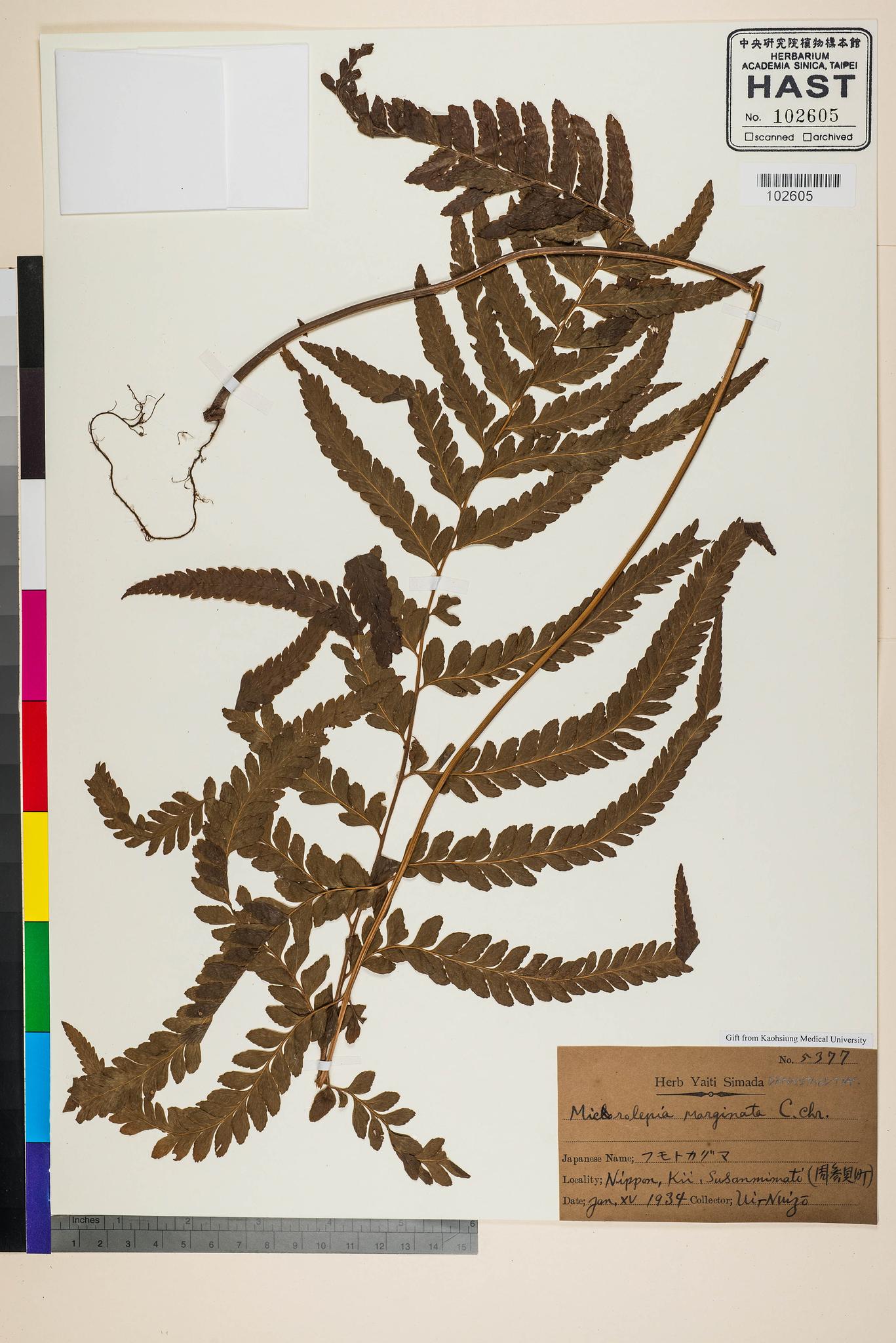 Sample image for viewer