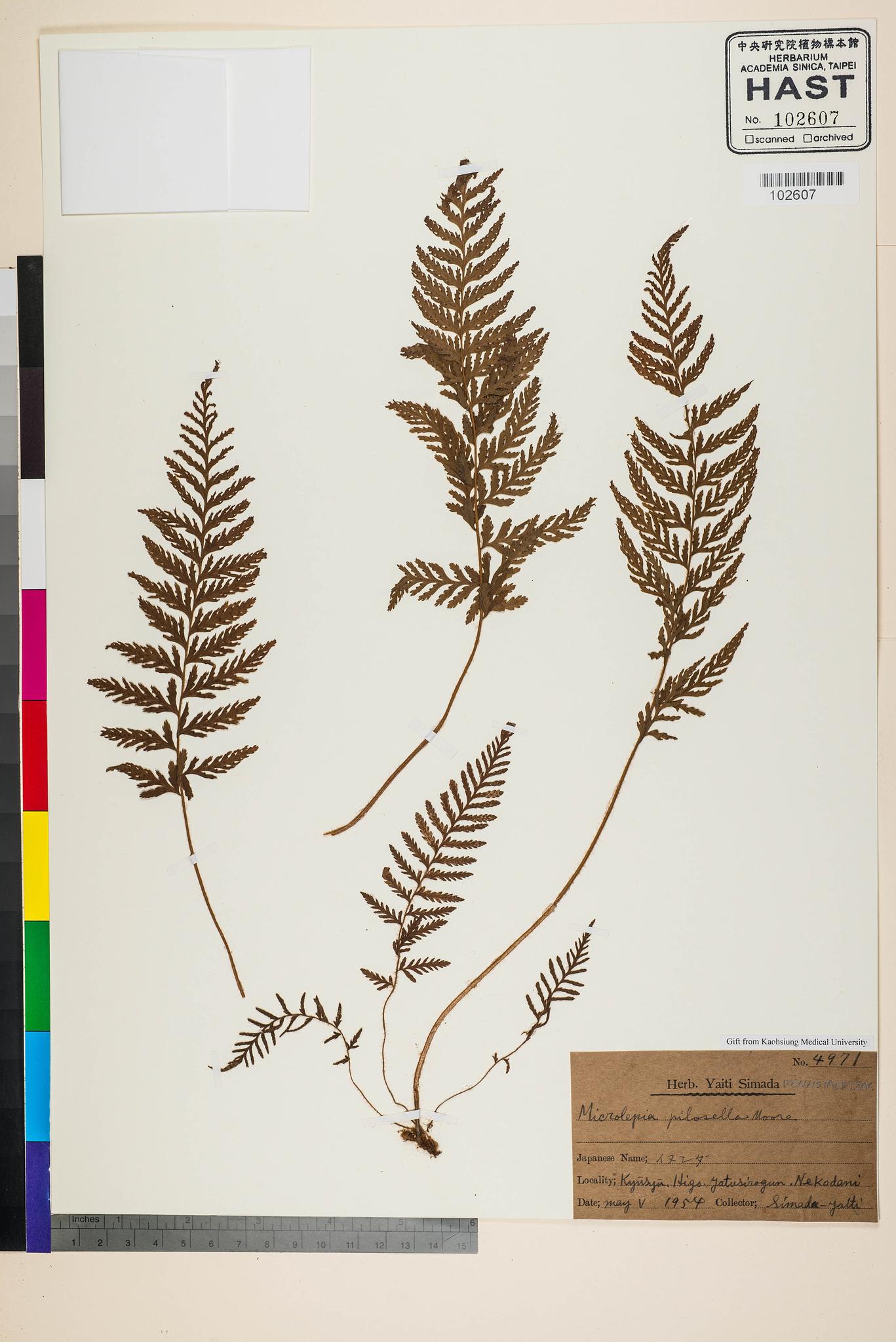 Sample image for viewer