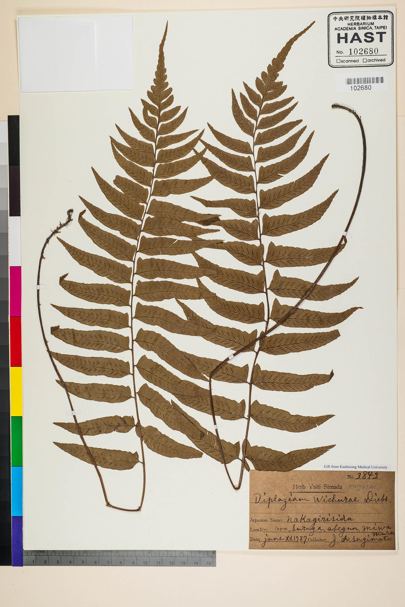 Sample image for viewer