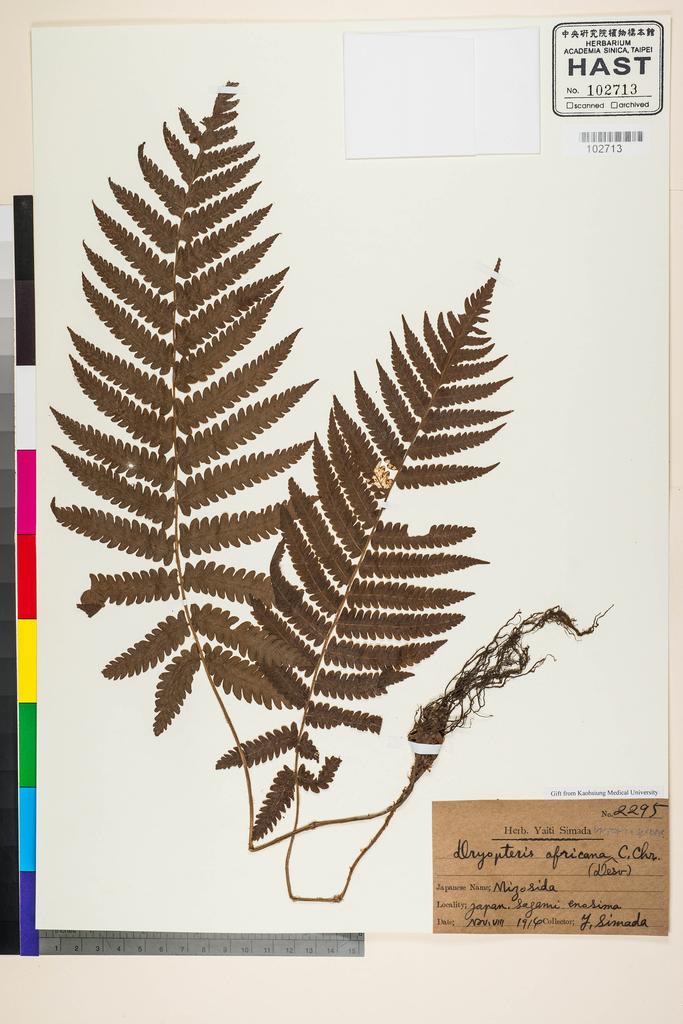 <Unit #128233 Simada, Yaiti | 島田彌市 | 2295:: | Dryopteris africana (Desv.) C. Chr.>