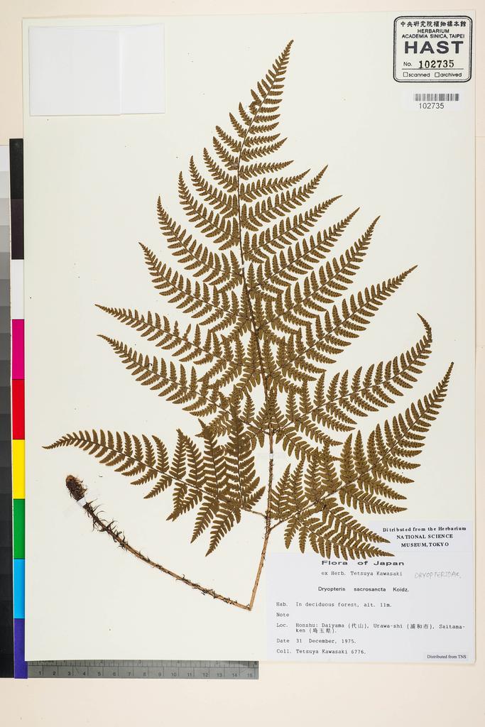 <Unit #128386 Kawasaki, Tetsuya |  | 6776:: | Dryopteris sacrosancta Koidz.>