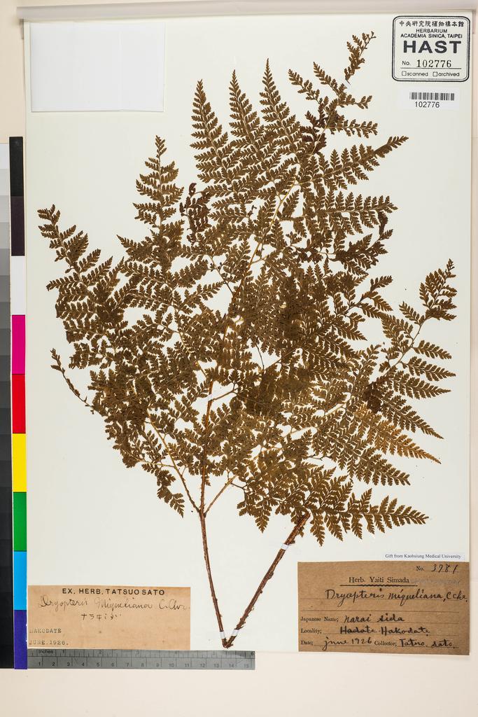 <Unit #128356  | 3781:: | Dryopteris miqueliana (Maxim. ex Franch. & Sav.) C. Chr.>