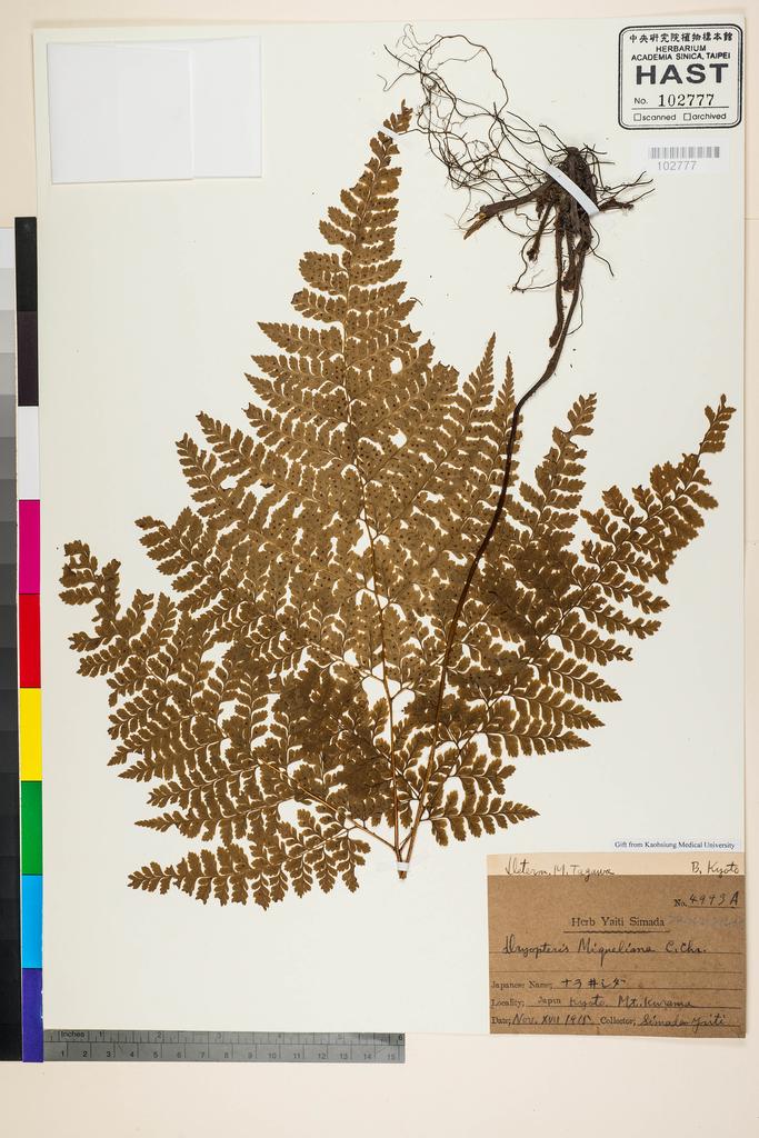 <Unit #128339 Simada, Yaiti | 島田彌市 | 4993A:: | Dryopteris miqueliana (Maxim. ex Franch. & Sav.) C. Chr.>