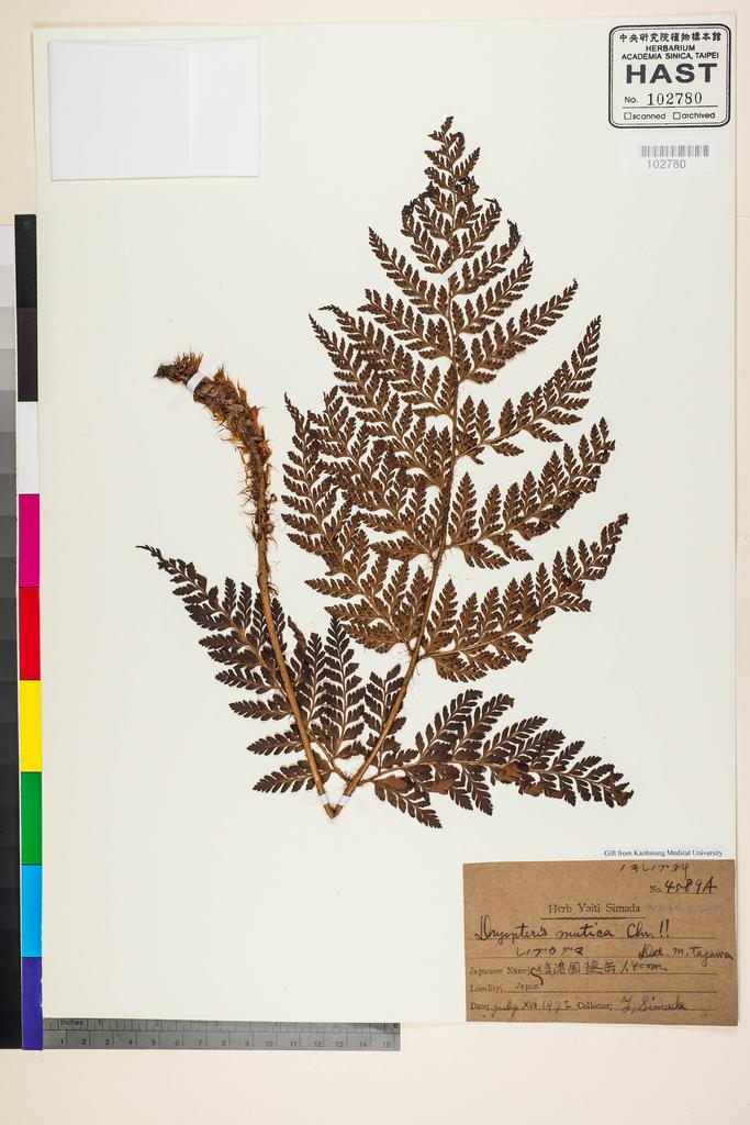 <Unit #128340 Simada, Yaiti | 島田彌市 | 4589A:: | Dryopteris mutica C. Chr.>