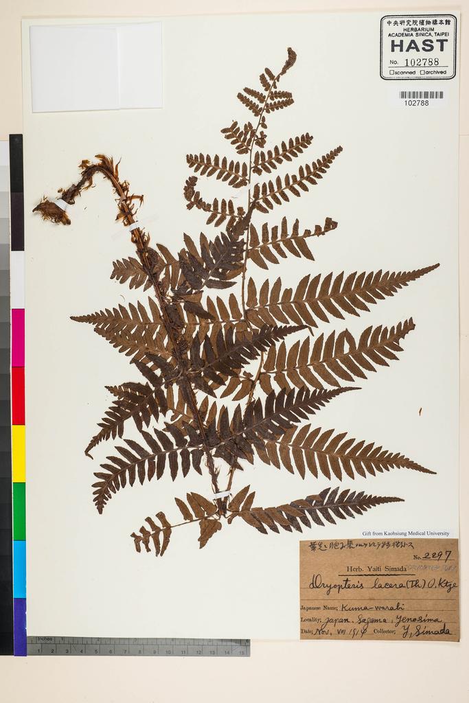 <Unit #128342 Simada, Yaiti | 島田彌市 | 2297:: | Dryopteris lacera (Thunb.) Kuntze>