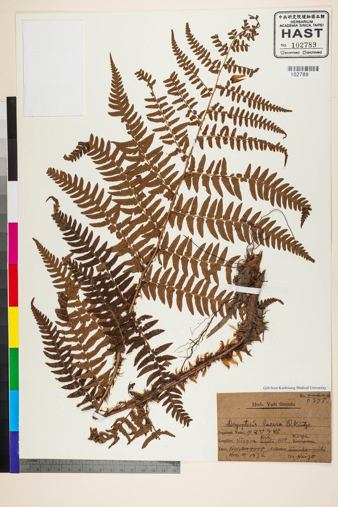 <Unit #128354  | 5378:: | Dryopteris lacera (Thunb.) Kuntze>