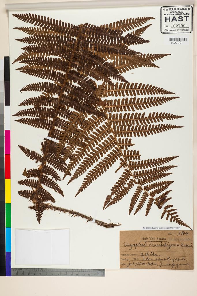 <Unit #128348  | 3844:: | Dryopteris crassirhizoma Nakai>