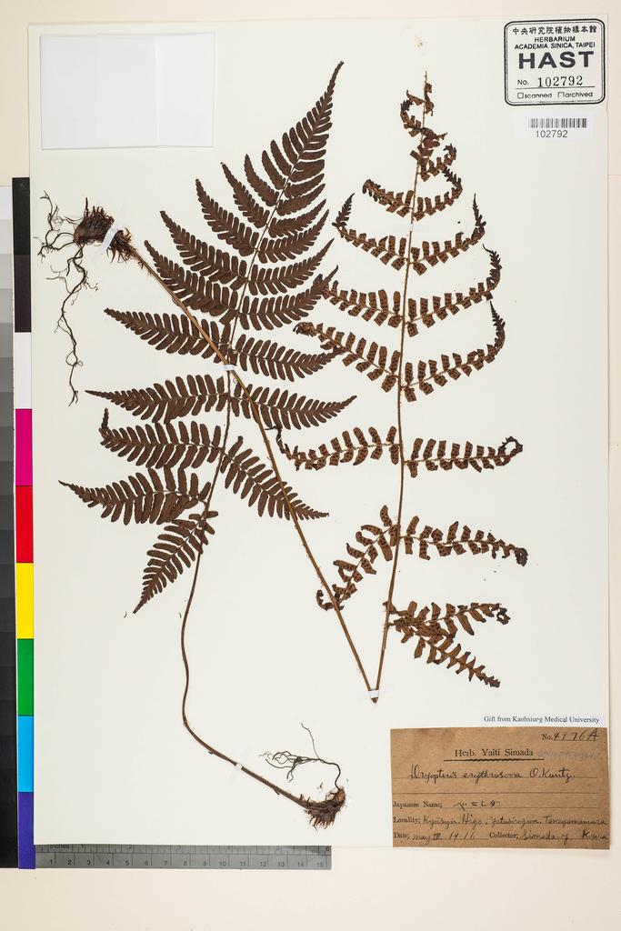 <Unit #128338 Simada, Yaiti | 島田彌市 | 4976A:: | Dryopteris erythrosora (D. C. Eaton) Kuntze>