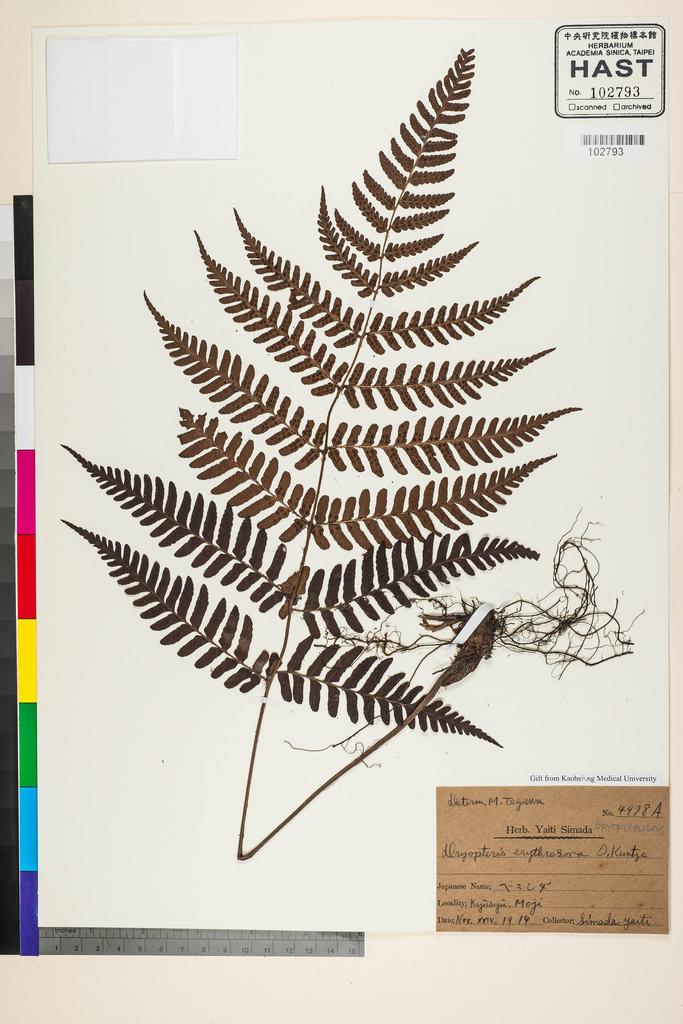 <Unit #128337 Simada, Yaiti | 島田彌市 | 4978A:: | Dryopteris erythrosora (D. C. Eaton) Kuntze>