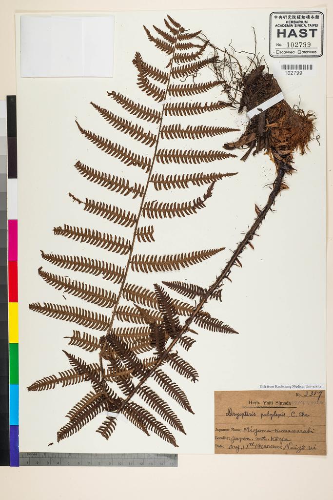 <Unit #128228  | 3359:: | Dryopteris polylepis (Franch. & Sav.) C. Chr.>