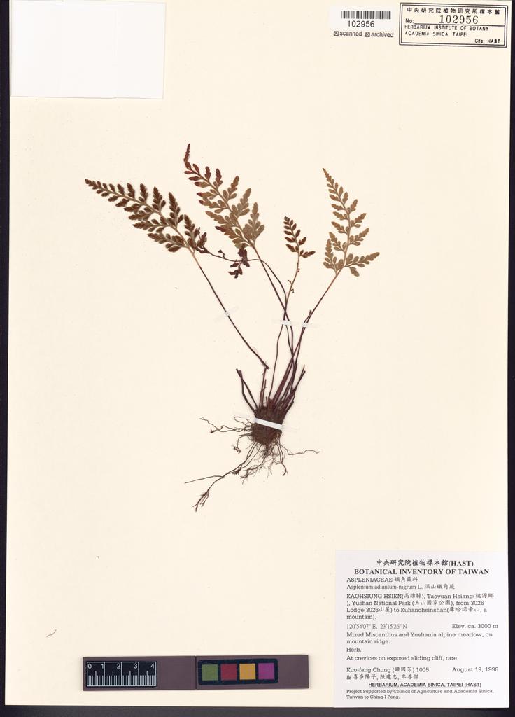 <Unit #4715 Chung, Kuo-Fang | 鍾國芳 | 1005:: | Asplenium adiantum-nigrum L.>