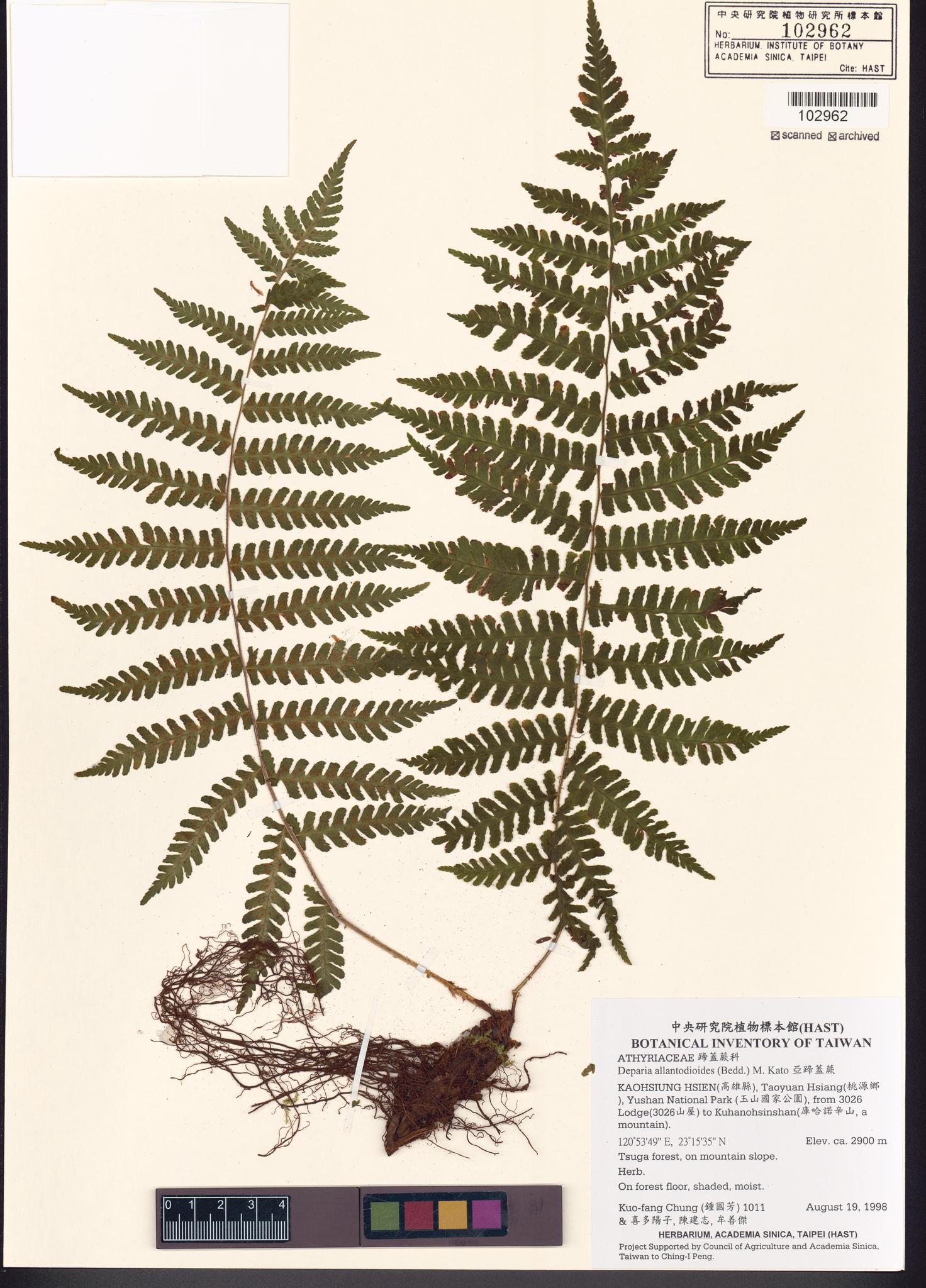 Sample image for viewer