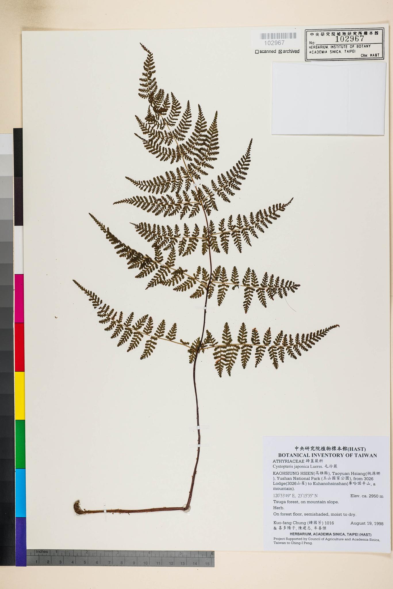 Sample image for viewer