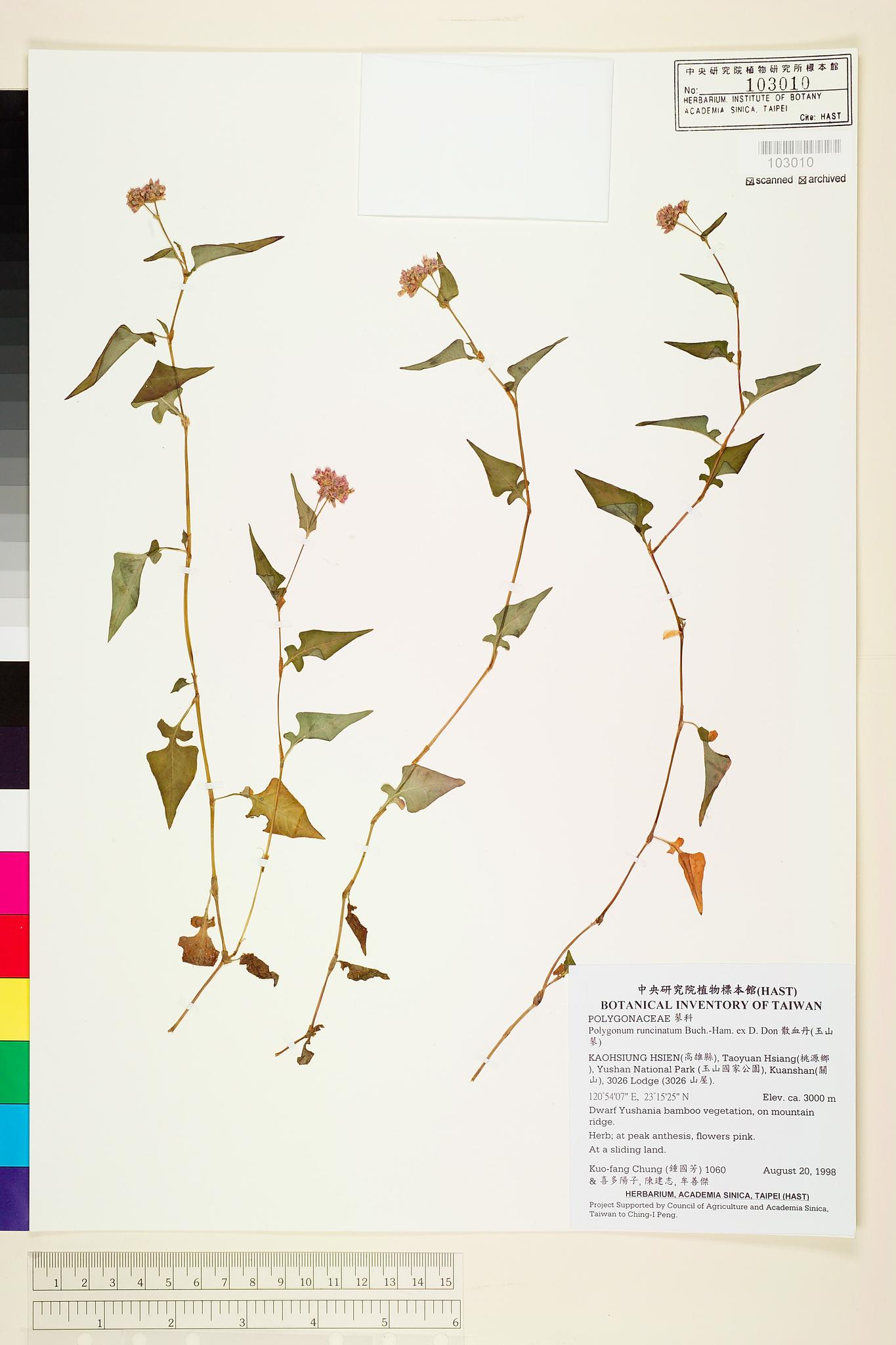 Sample image for viewer