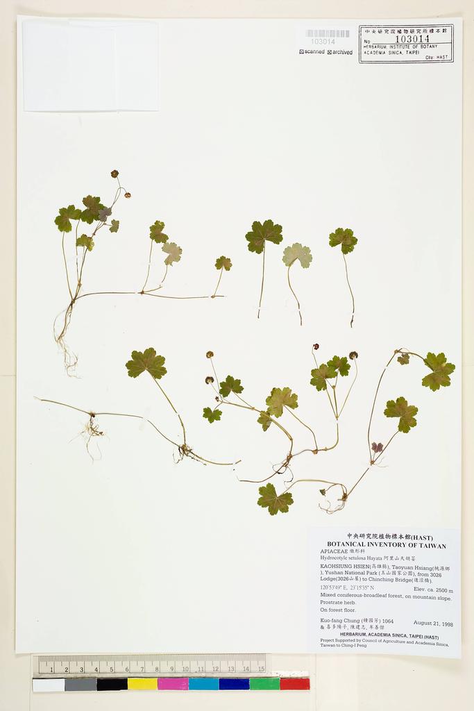 <Unit #8062 Chung, Kuo-Fang | 鍾國芳 | 1064:: | Hydrocotyle setulosa Hayata>