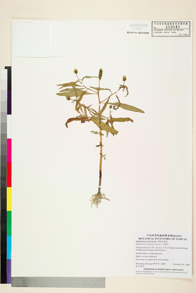 <Unit #6733 Chung, Kuo-Fang | 鍾國芳 | 1090:: | Sphenoclea zeylanica Gaertn.>