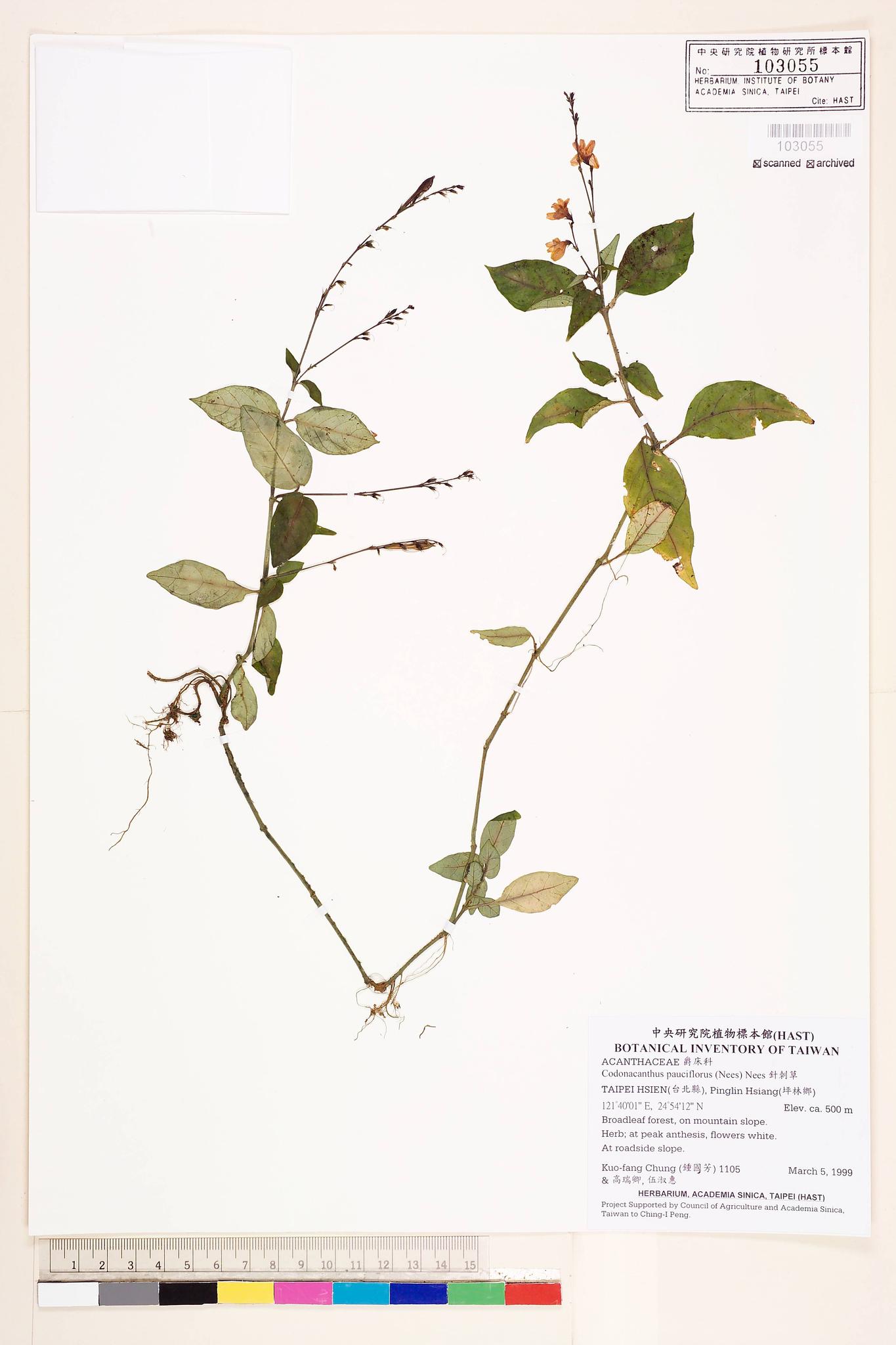 Sample image for viewer