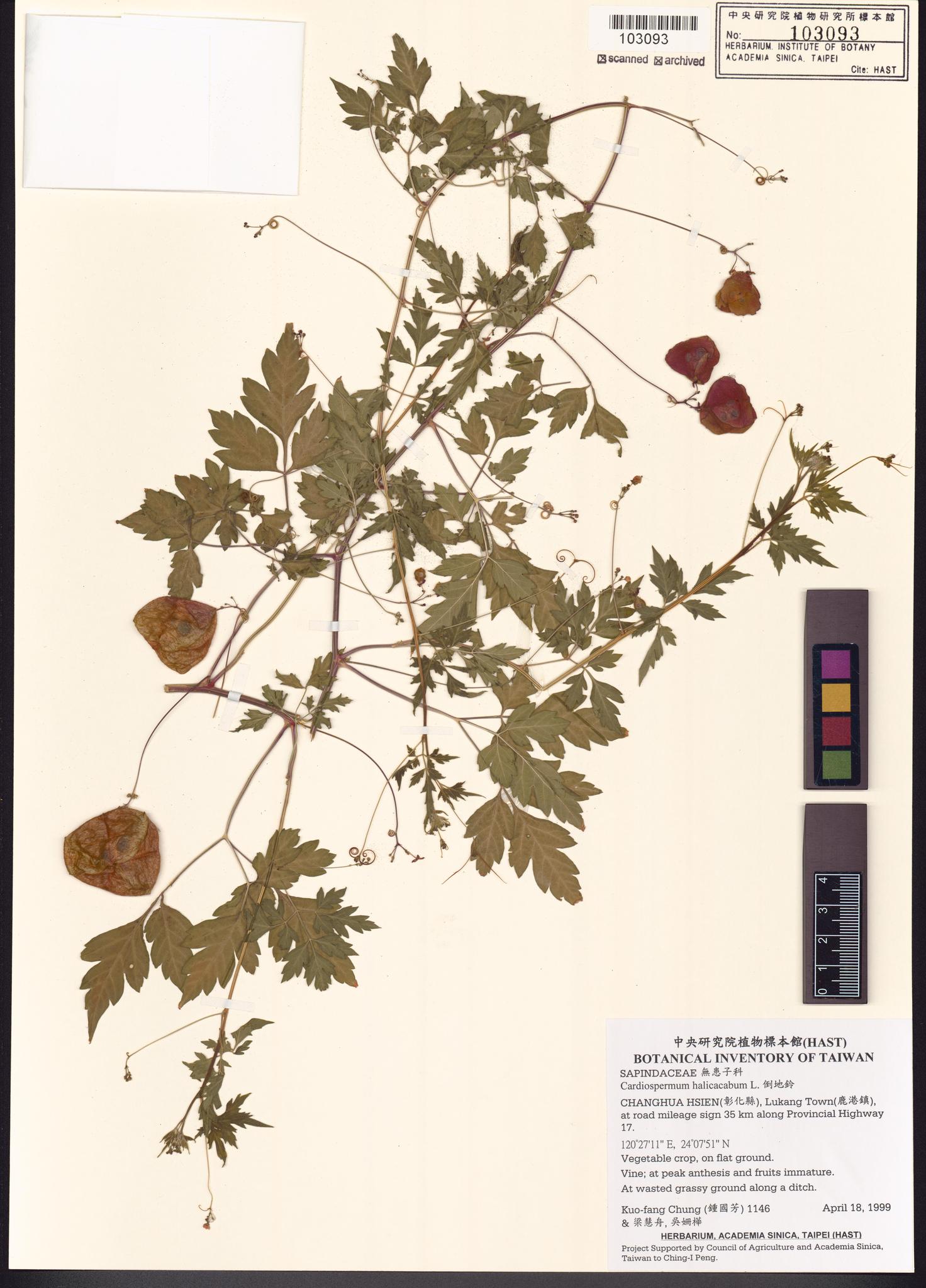 Sample image for viewer