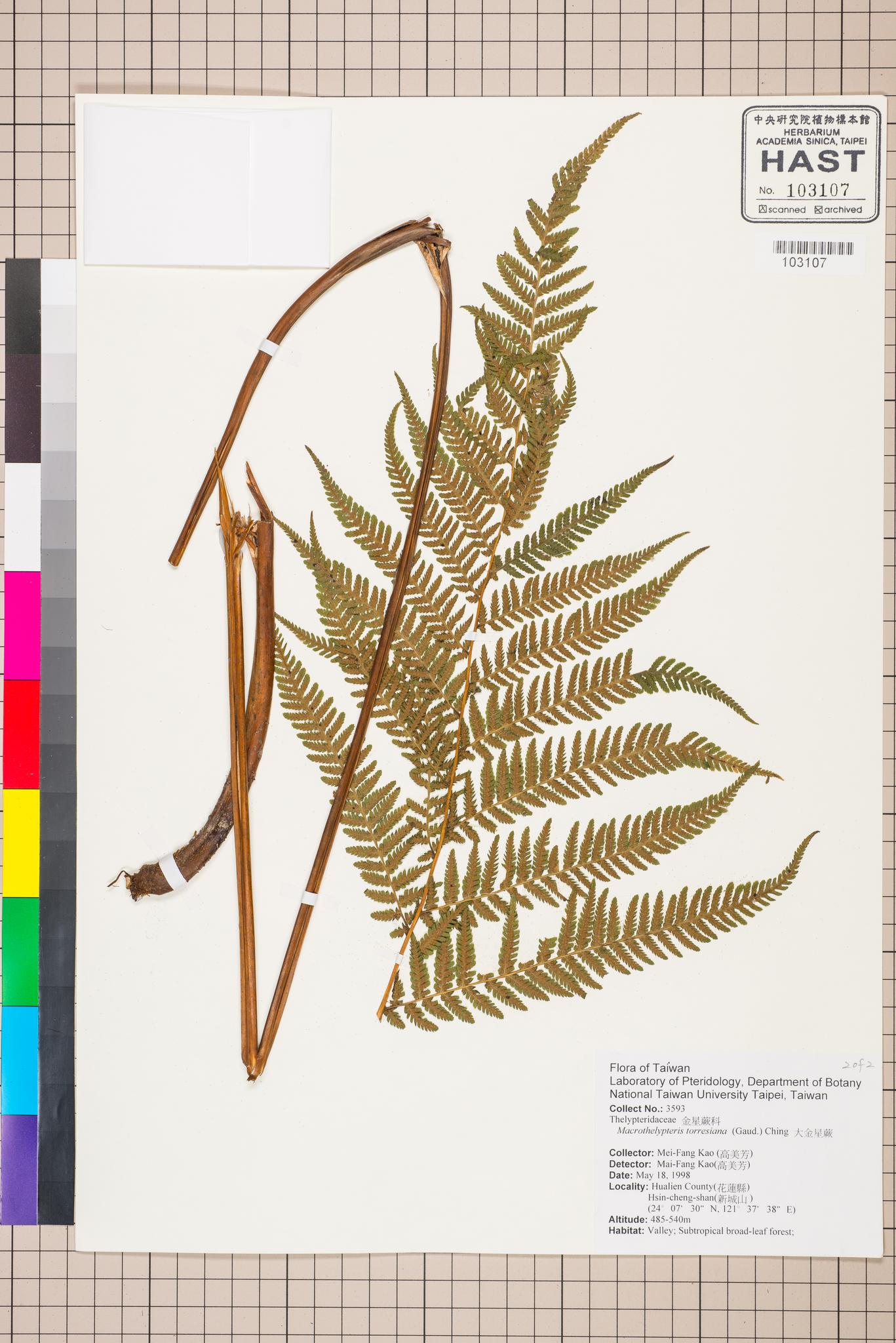 Sample image for viewer