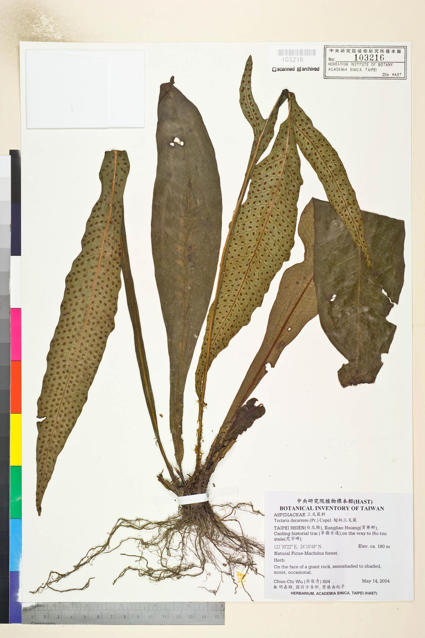 Sample image for viewer