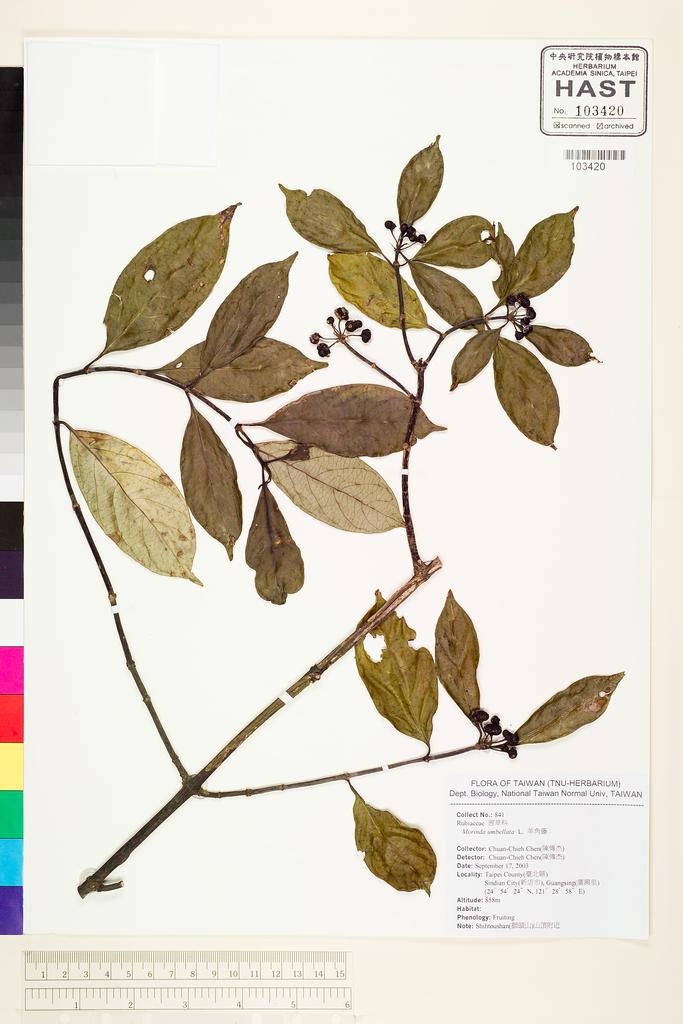 <Unit #57069 Chen, Chuan-Chieh | 陳傳杰 | 841:: | Morinda umbellata L.>