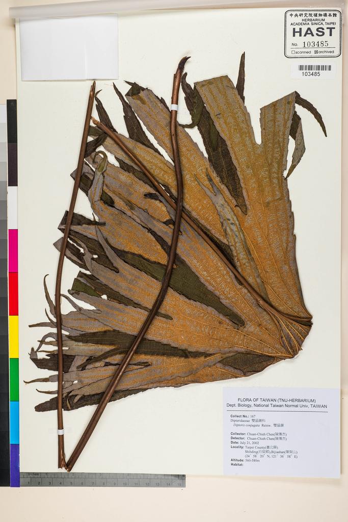 <Unit #57081 Chen, Chuan-Chieh | 陳傳杰 | 167:: | Dipteris conjugata Reinw.>