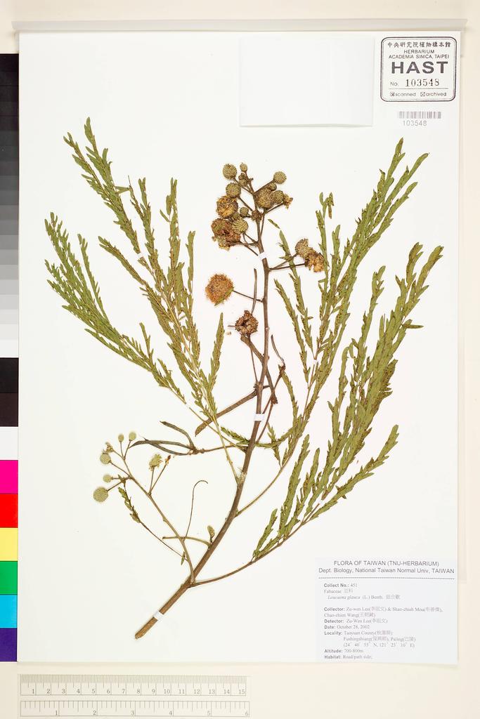 <Unit #55822 Lee, Zu-Wen | 李祖文 | 451:: | Leucaena glauca (L.) Benth.>