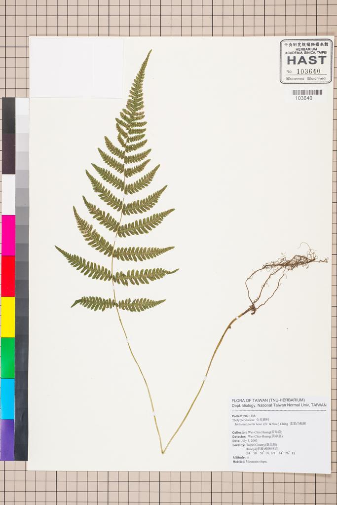 <Unit #56943 Huang, Wei-Chia | 黃韋嘉 | 188:: | Metathelypteris laxa (Franch. & Sav.) Ching>