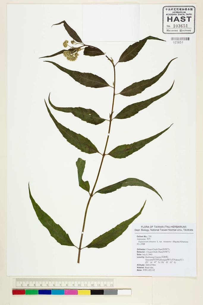 <Unit #55773 Chen, Chuan-Chieh | 陳傳杰 | 739:: | Eupatorium chinense L. var. tozanense (Hayata) Kitam.>