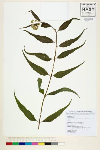 Eupatorium chinense L. var. tozanense (Hayata) Kitam.