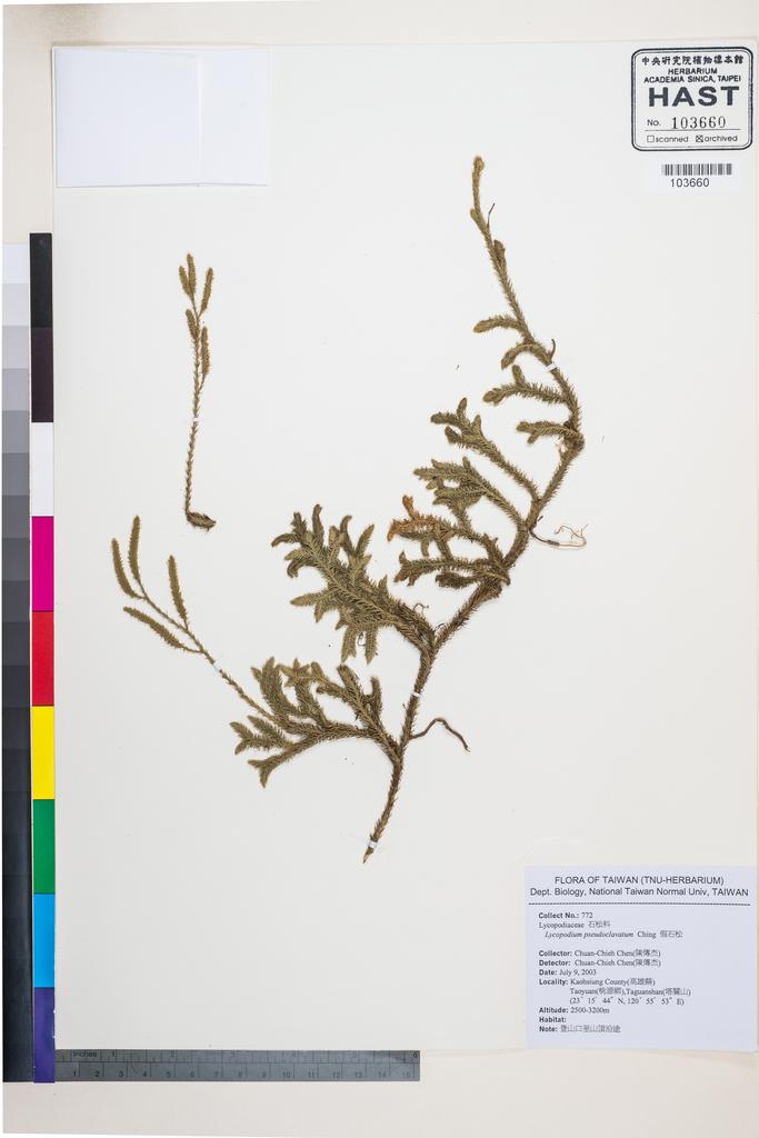 <Unit #56972 Chen, Chuan-Chieh | 陳傳杰 | 772:: | Lycopodium pseudoclavatum Ching>
