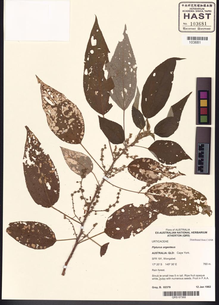 <Unit #101557 Gray, B. |  | 2379:: | Pipturus argenteus (G. Forst.) Wedd.>