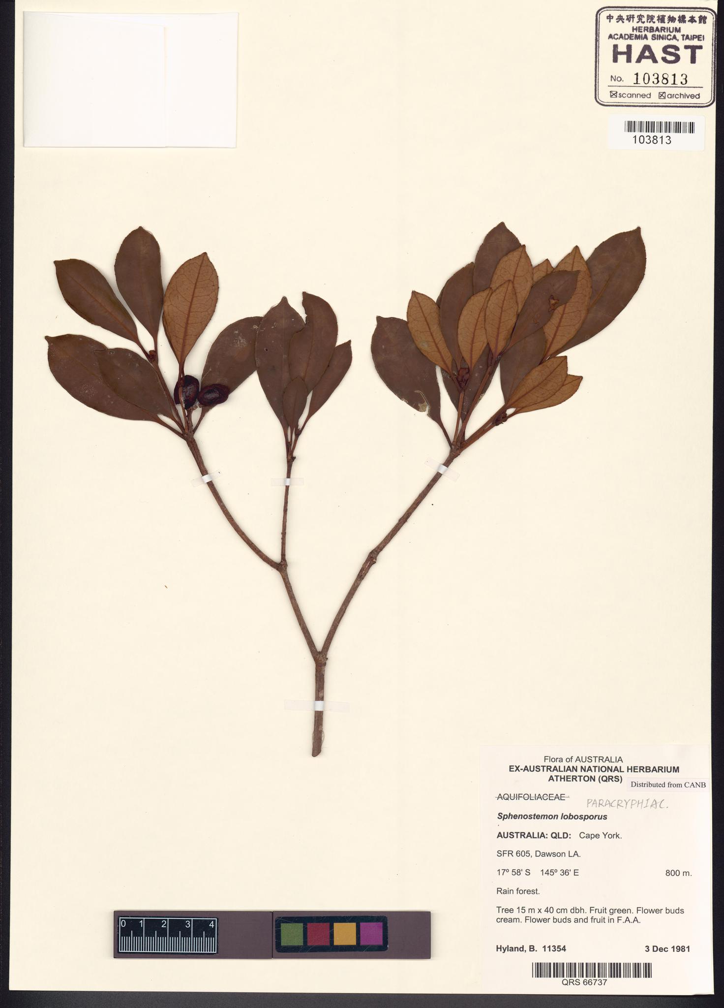 Sample image for viewer