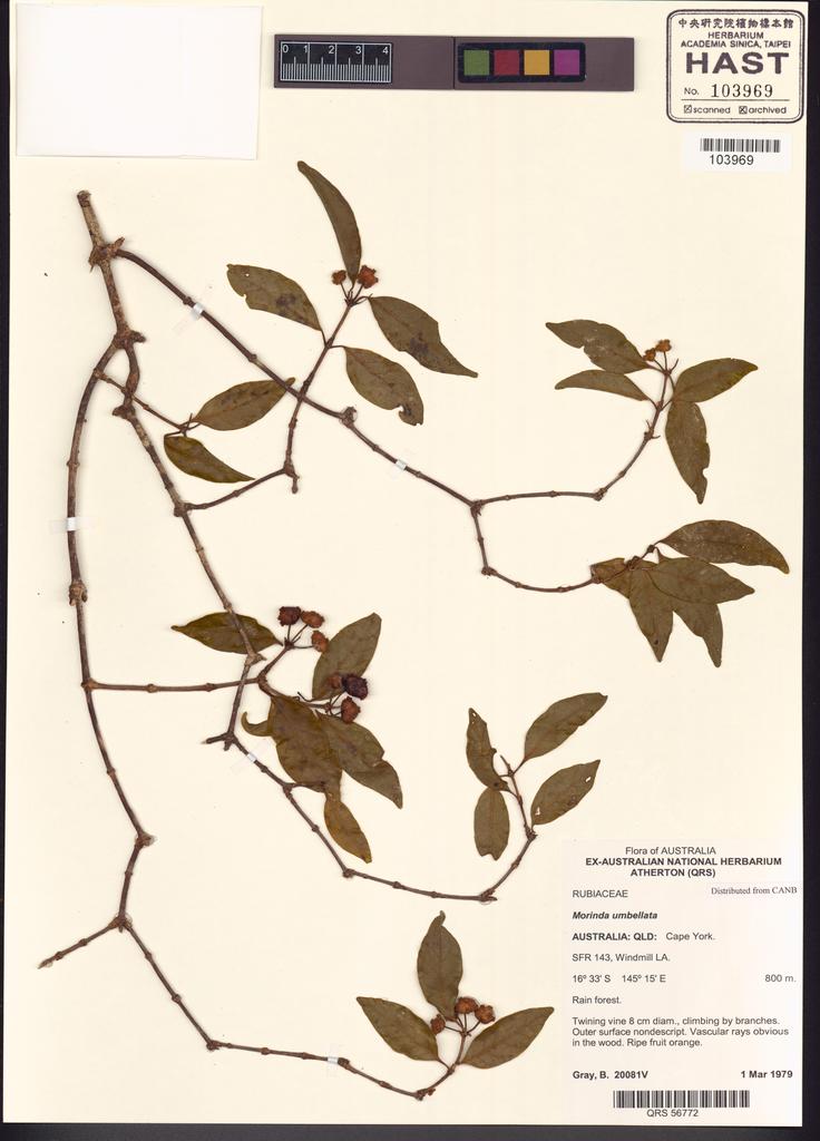 <Unit #116490 Gray, B. |  | 20081V:: | Morinda umbellata L.>