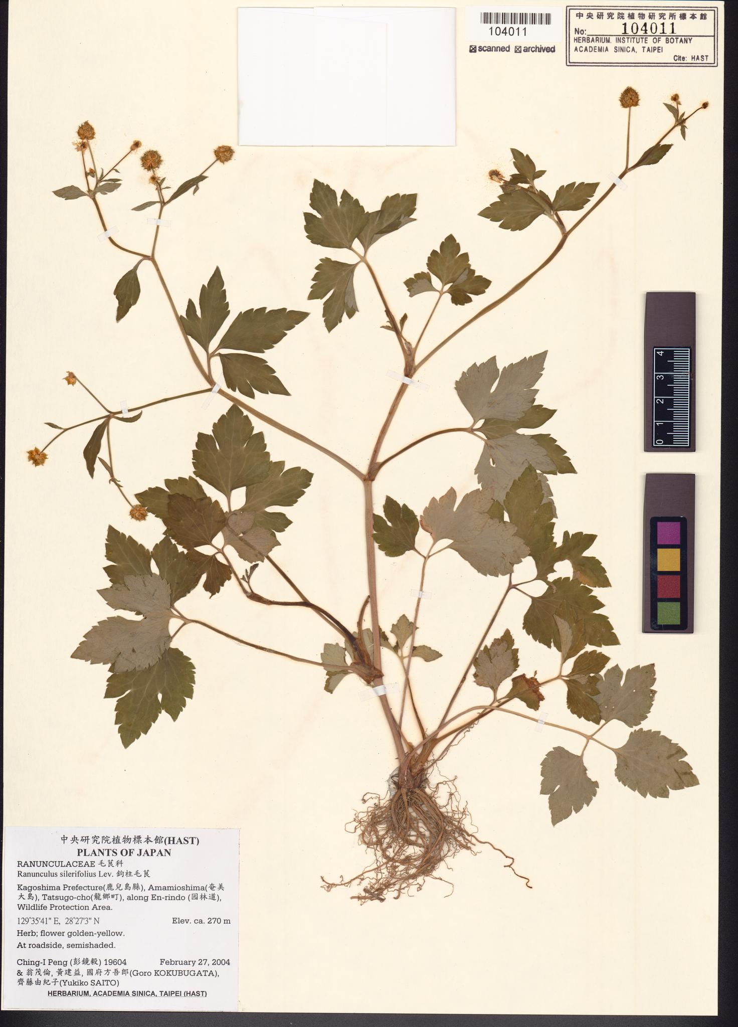 Sample image for viewer