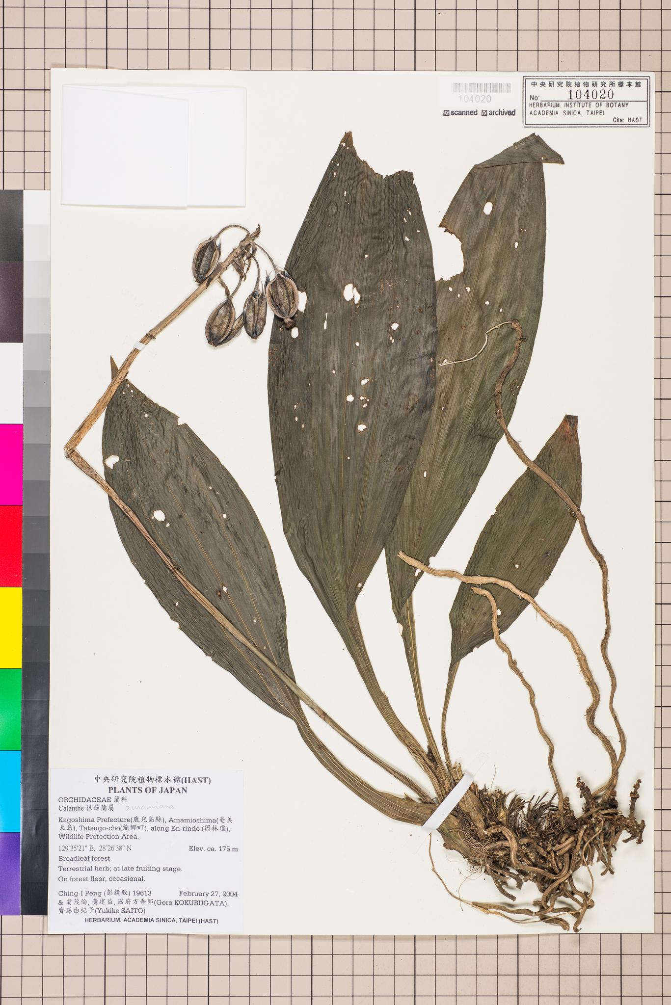 Sample image for viewer