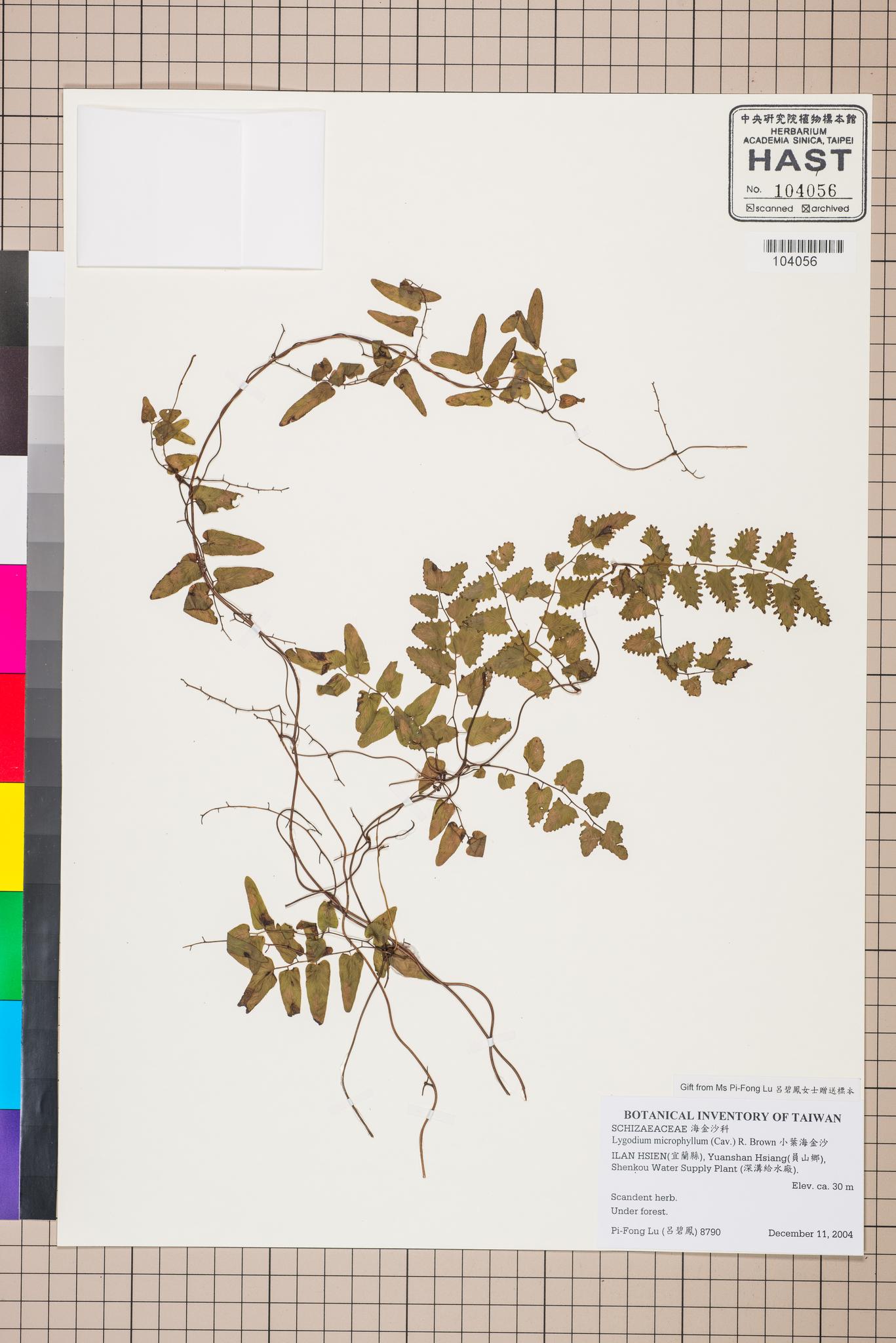 Sample image for viewer