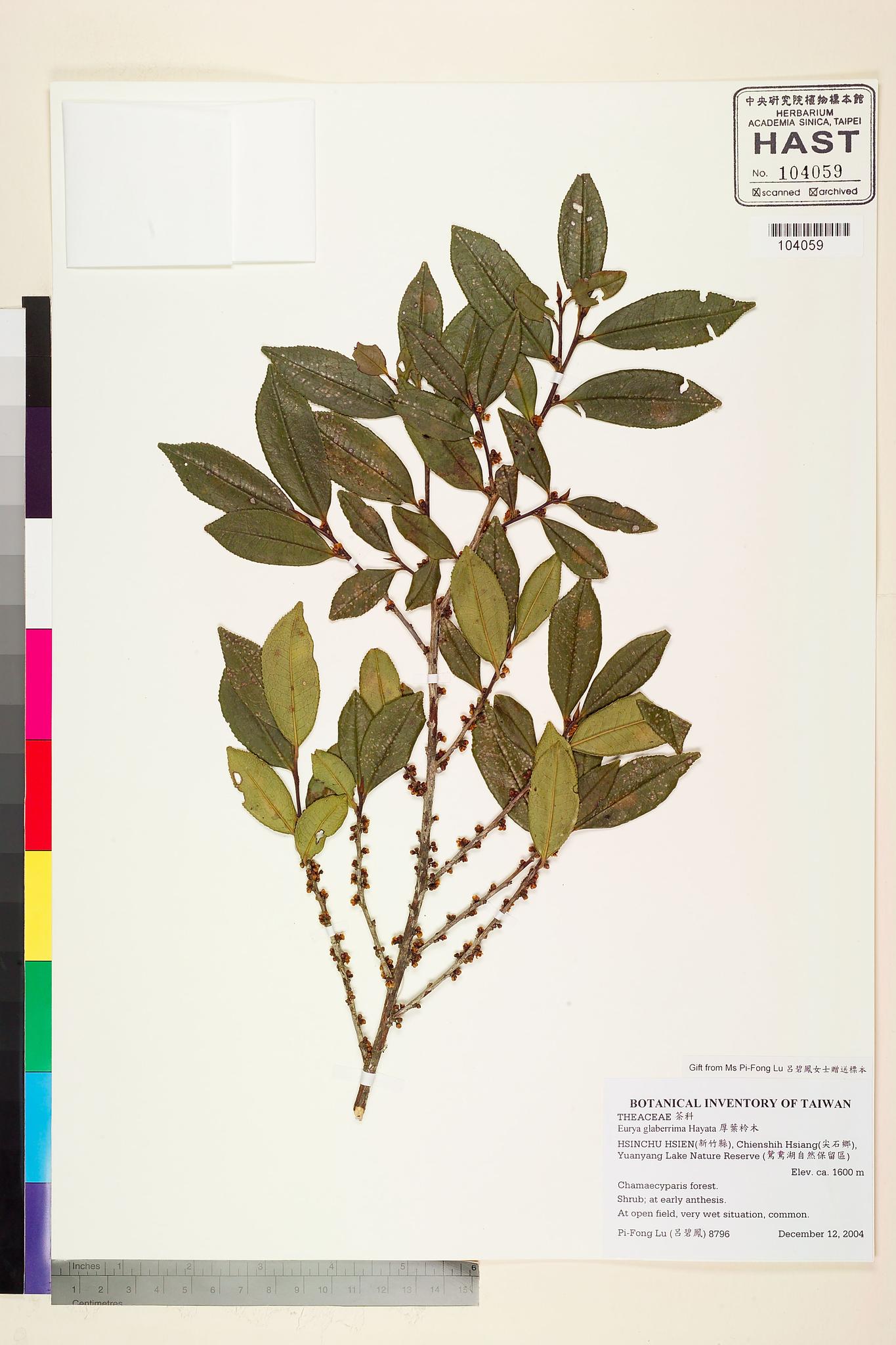 Sample image for viewer