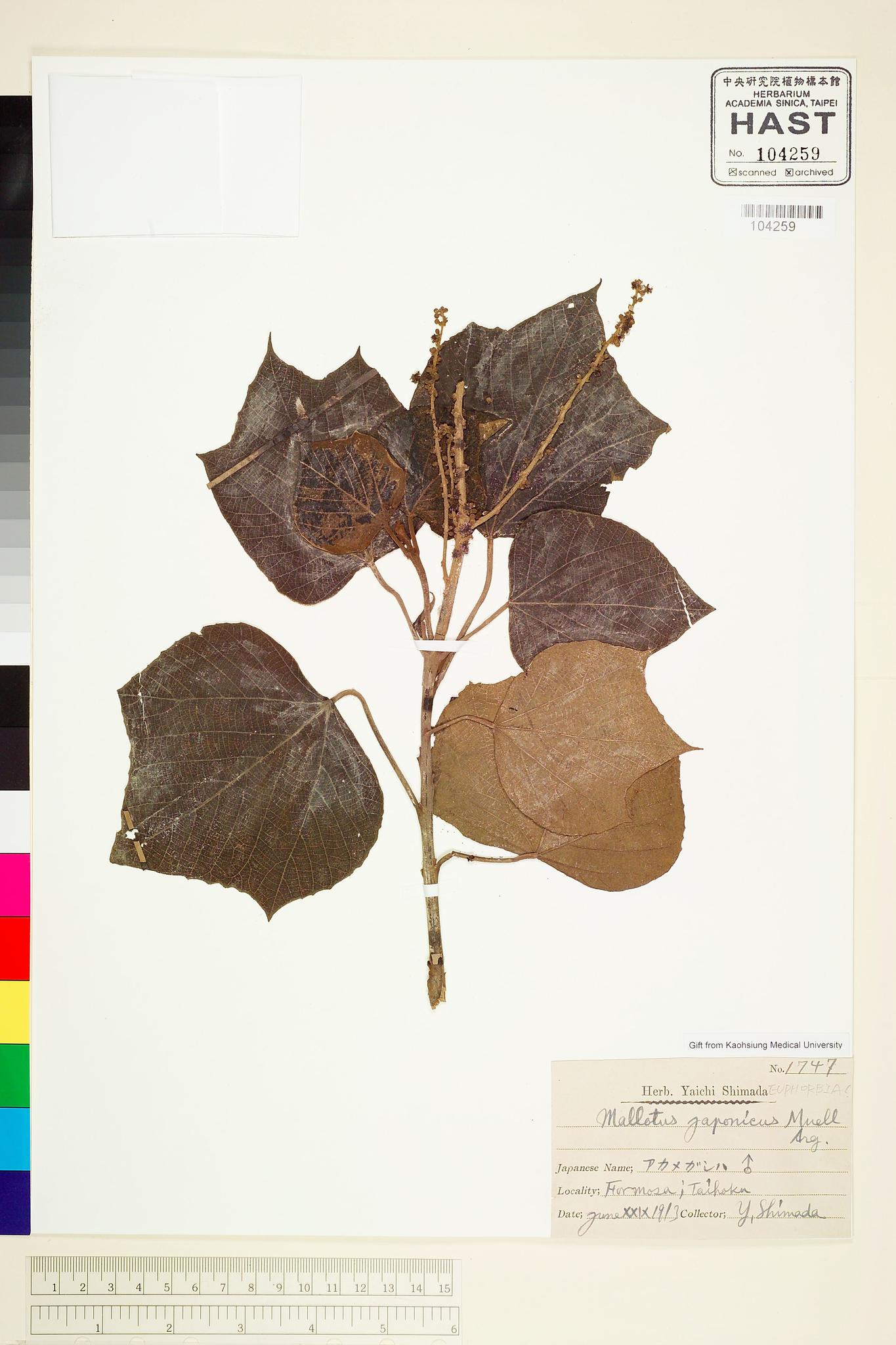 Sample image for viewer