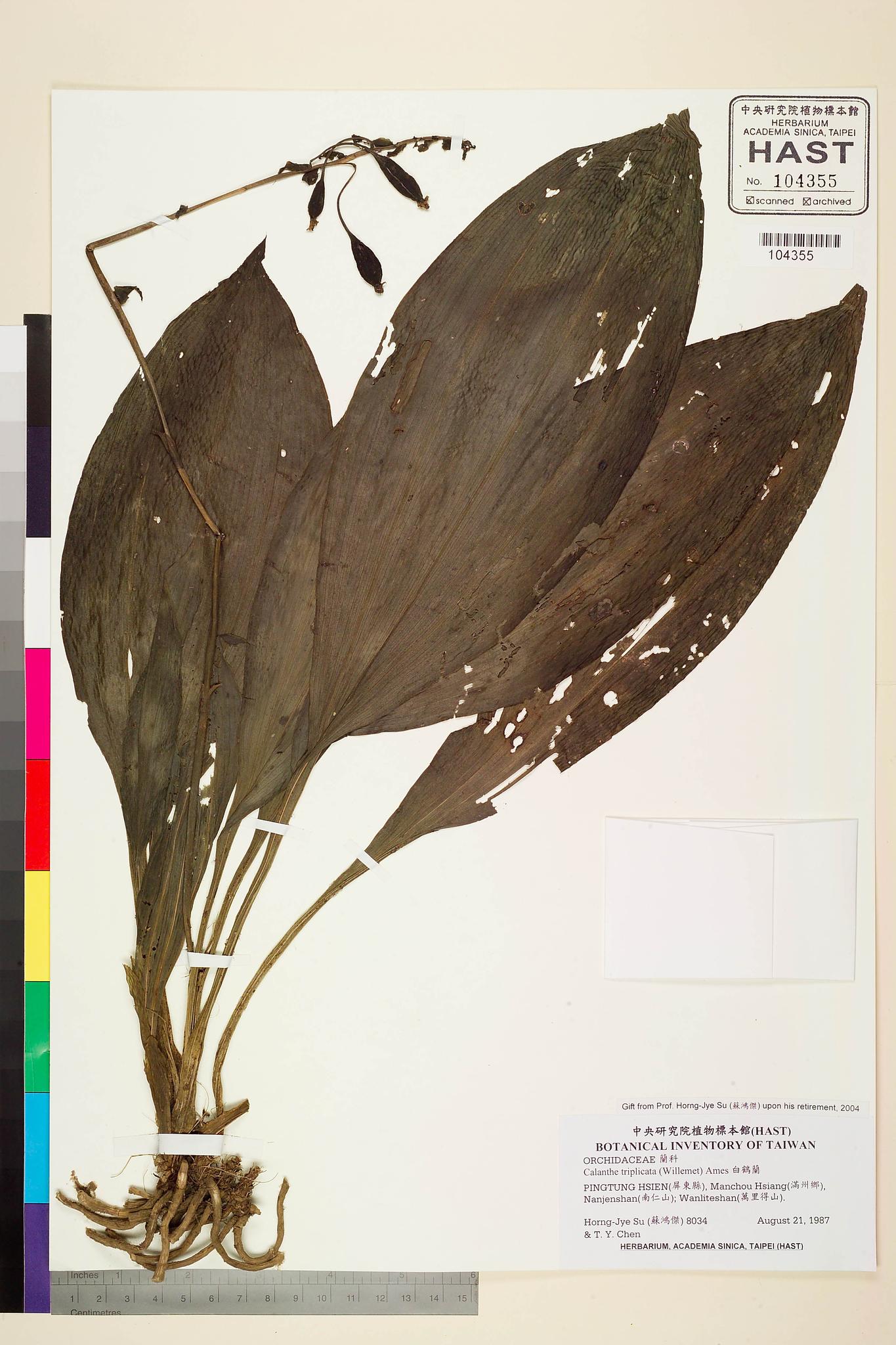 Sample image for viewer