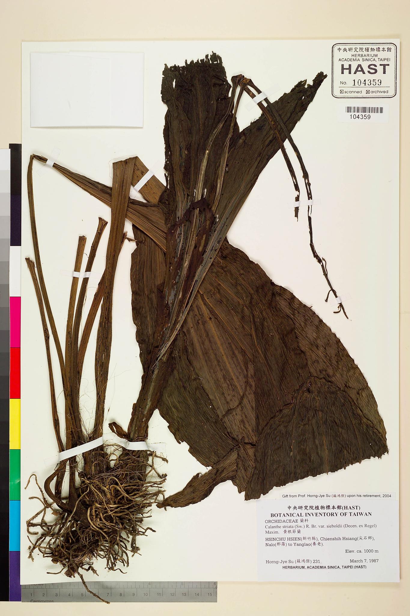 Sample image for viewer