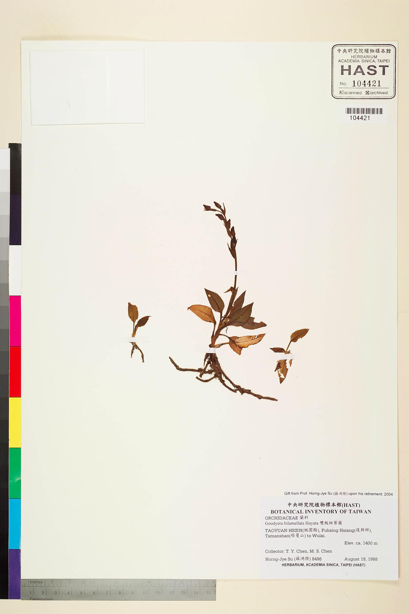 Sample image for viewer