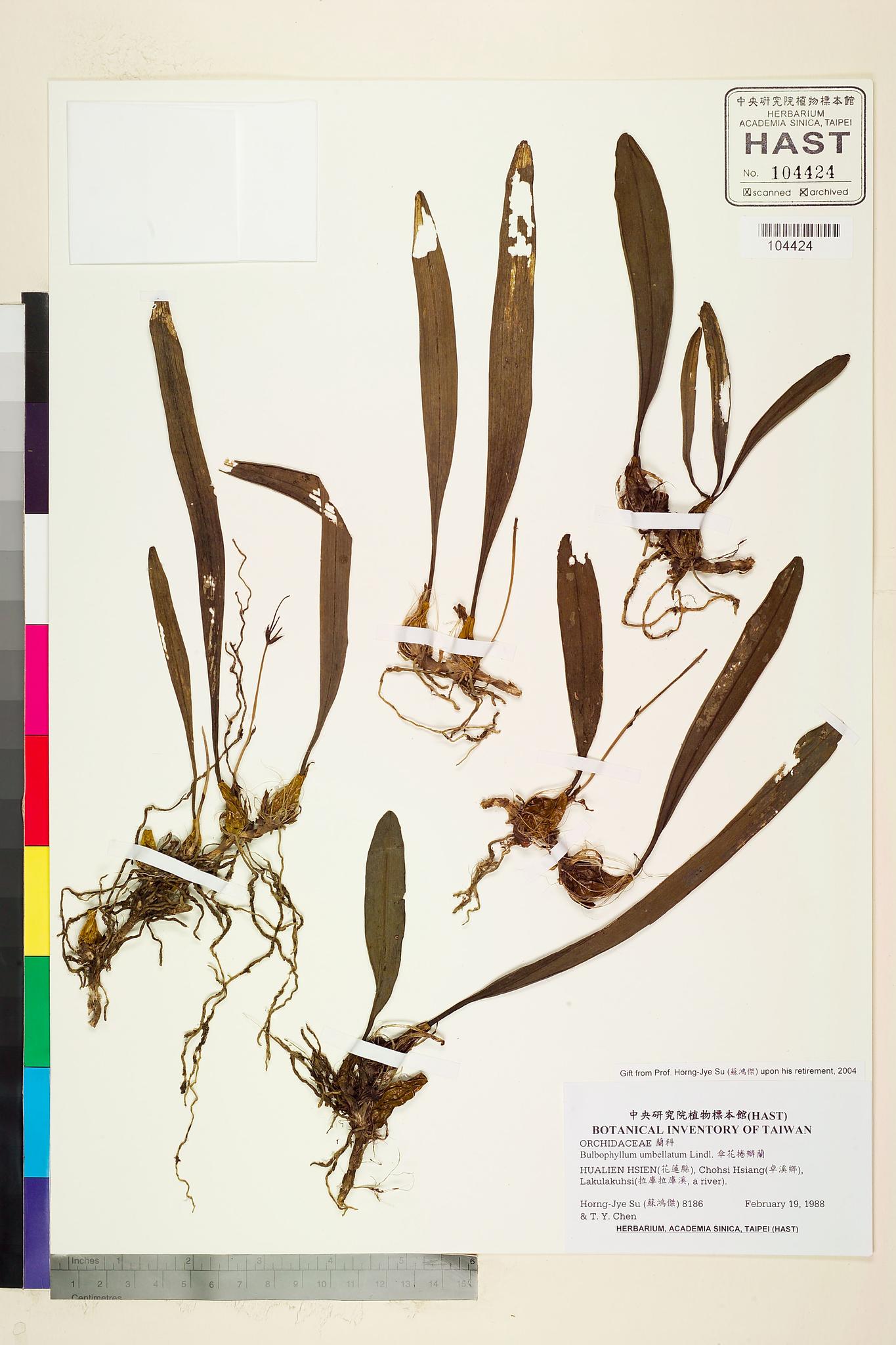 Sample image for viewer