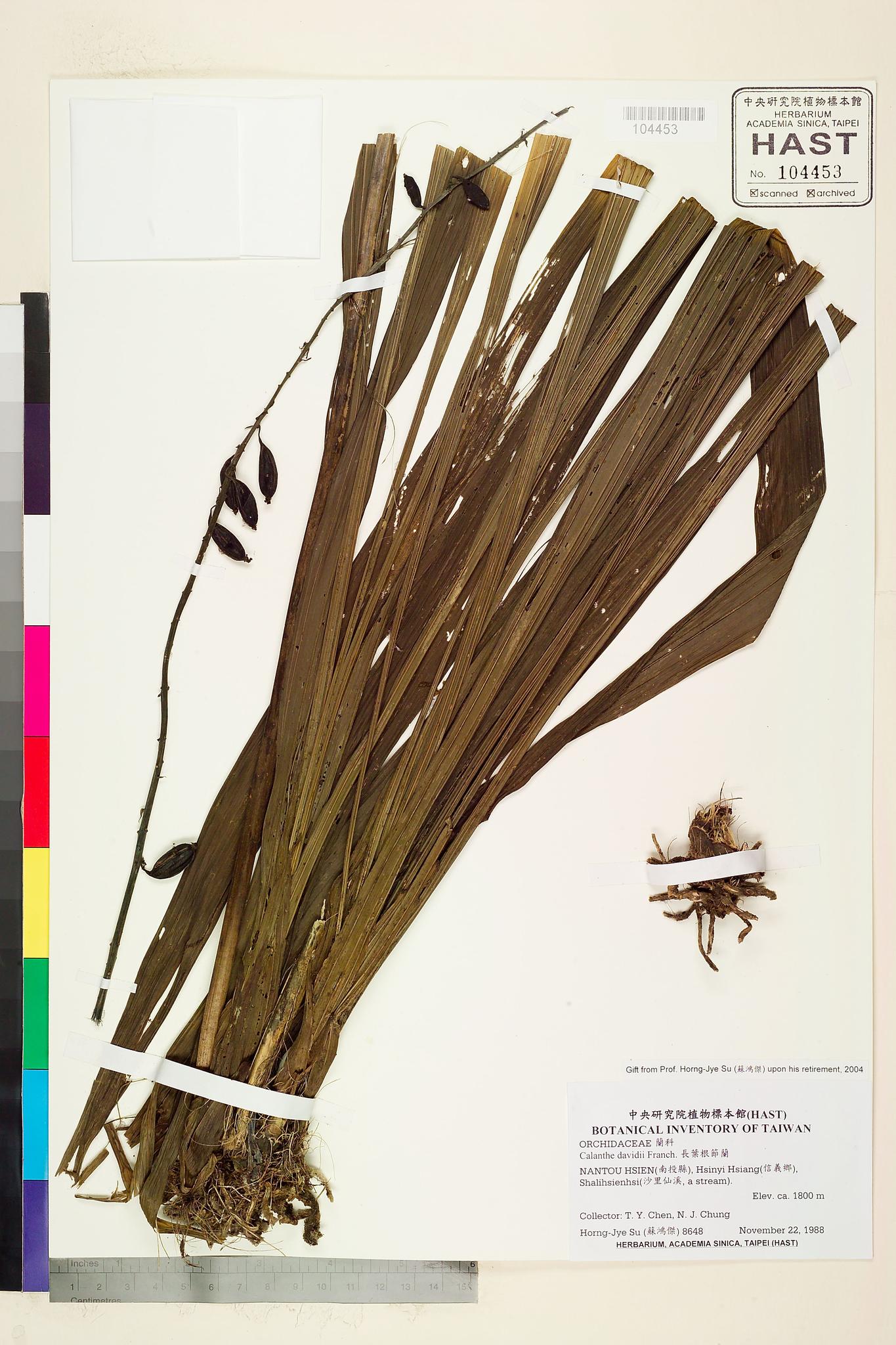 Sample image for viewer