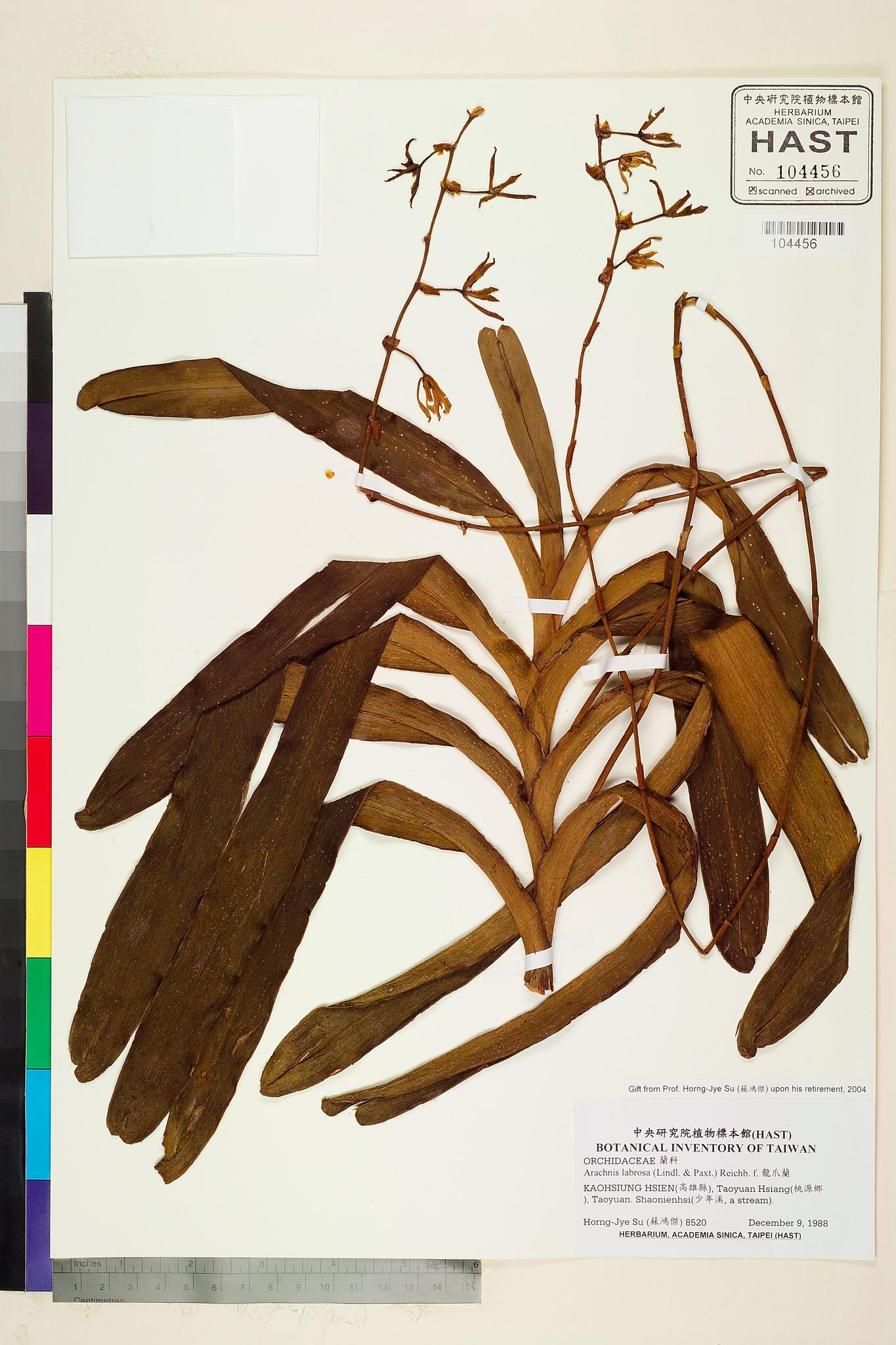 Sample image for viewer